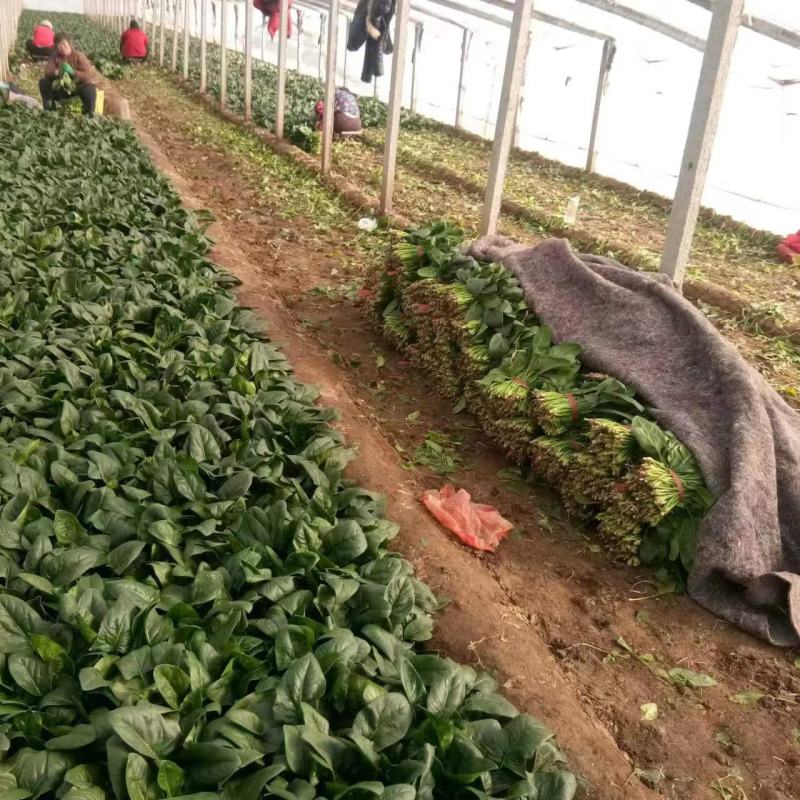一手货源大叶菠菜整车走货对接全国市场量大从优翠绿可口欢迎