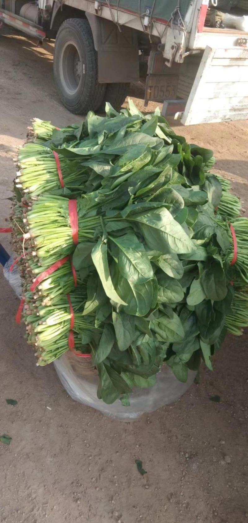 一手货源大叶菠菜整车走货对接全国市场量大从优翠绿可口欢迎