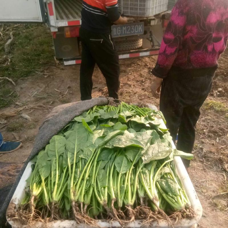 一手货源大叶菠菜整车走货对接全国市场量大从优翠绿可口欢迎