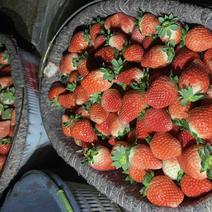 奶油草莓，宁玉草莓，万亩草莓原产地，全国代收批发。