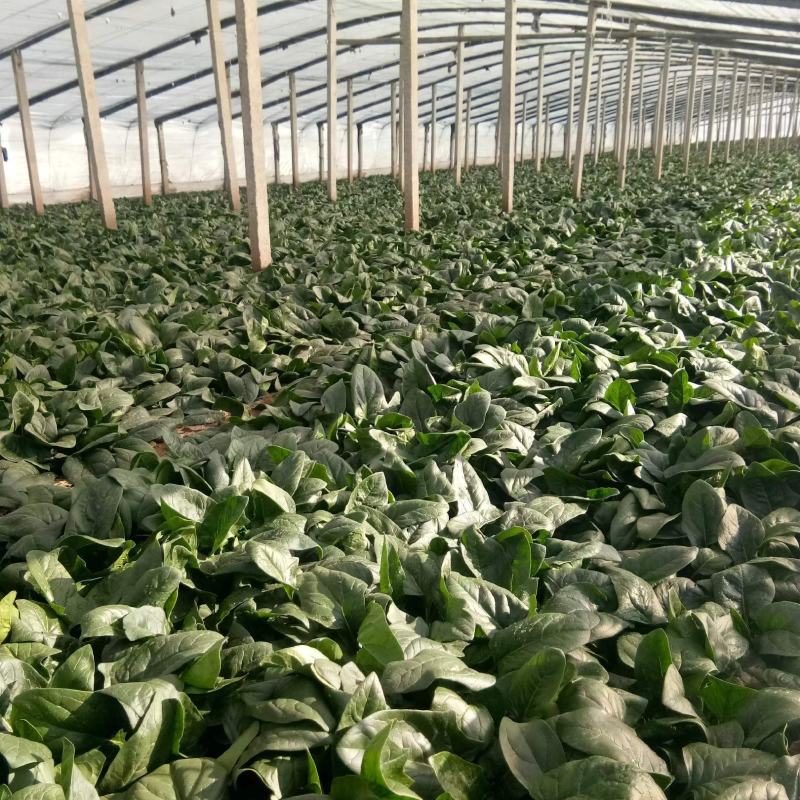 货源充足一手货源大叶菠菜整车走货对接全国市场量大从优欢迎