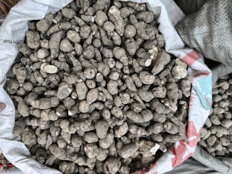 三叶青中药材批发三叶青干货三叶青片规格齐全量大从