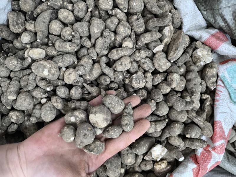 三叶青中药材批发三叶青干货三叶青片规格齐全量大从
