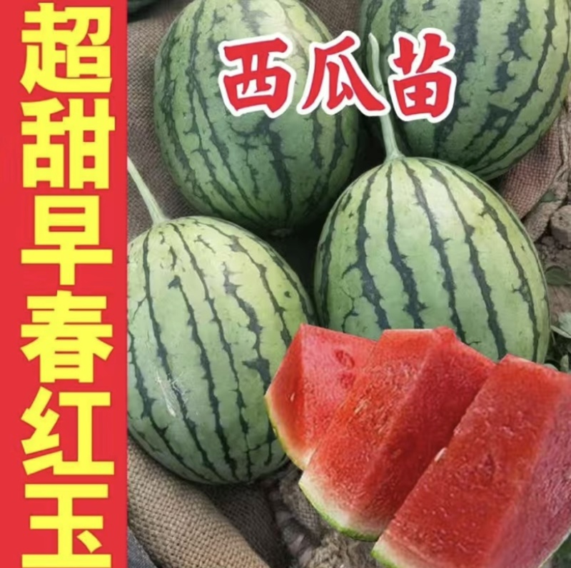 早春红于京颖，京美2K，京秀2K