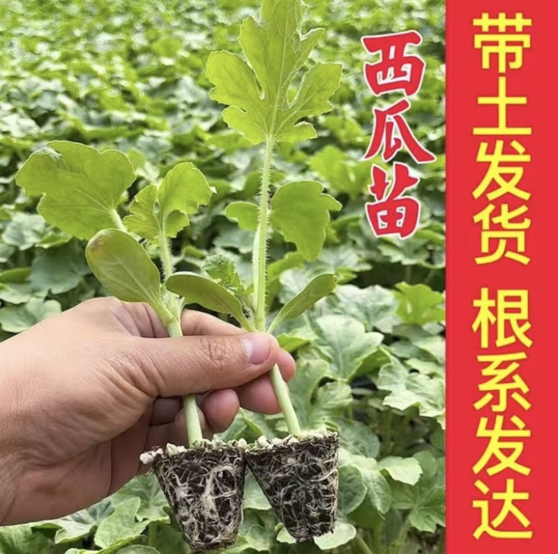 早春红于京颖，京美2K，京秀2K