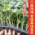 早春红于京颖，京美2K，京秀2K