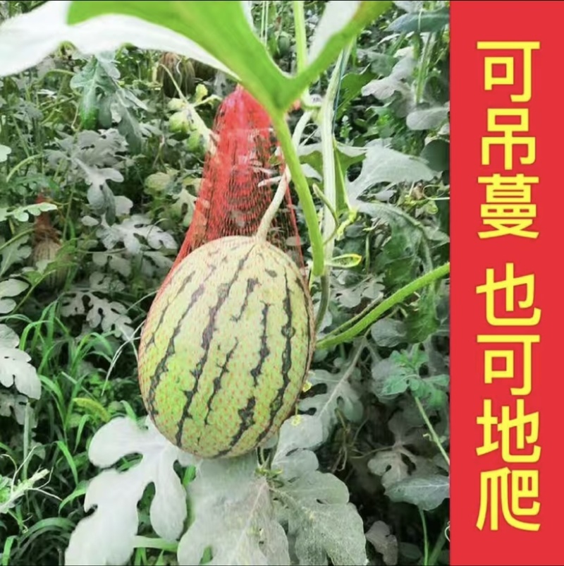早春红于京颖，京美2K，京秀2K