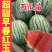 早春红于京颖，京美2K，京秀2K