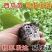 【推荐】美都西瓜苗嫁接苗自根苗抗重茬产量高
