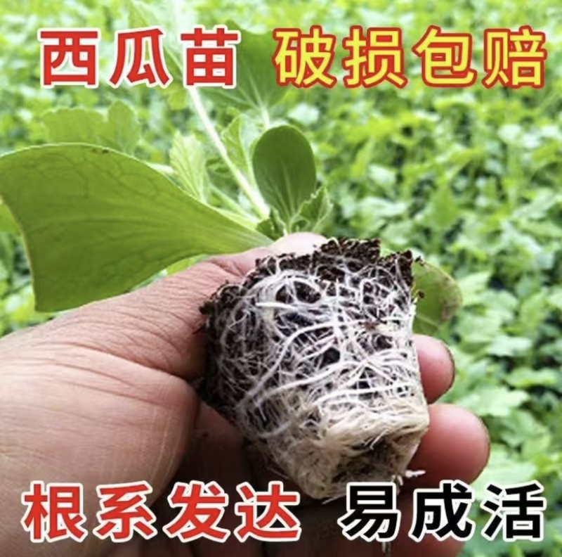 【推荐】美都西瓜苗嫁接苗自根苗抗重茬产量高