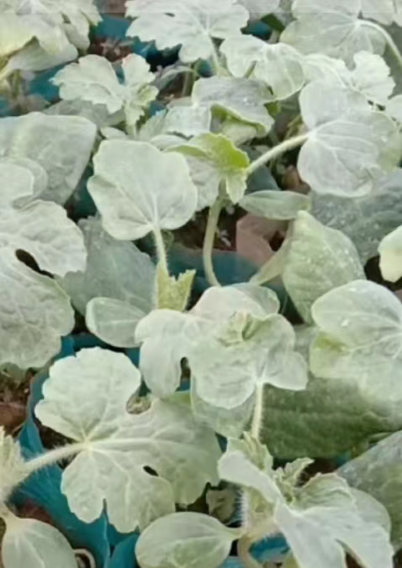 【推荐】美都西瓜苗嫁接苗自根苗抗重茬产量高