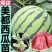 【推荐】美都西瓜苗嫁接苗自根苗抗重茬产量高