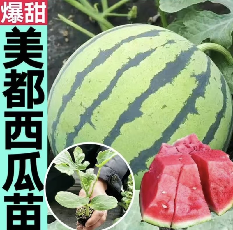 【推荐】美都西瓜苗嫁接苗自根苗抗重茬产量高