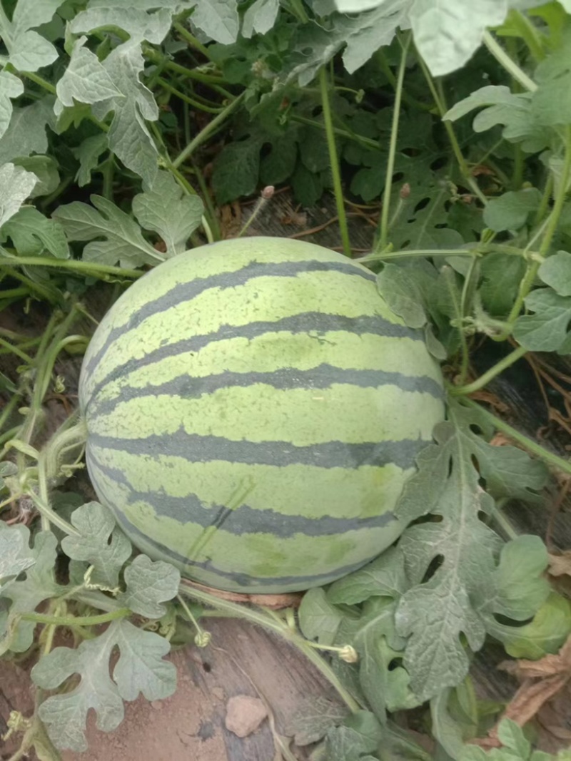 【推荐】美都西瓜苗嫁接苗自根苗抗重茬产量高
