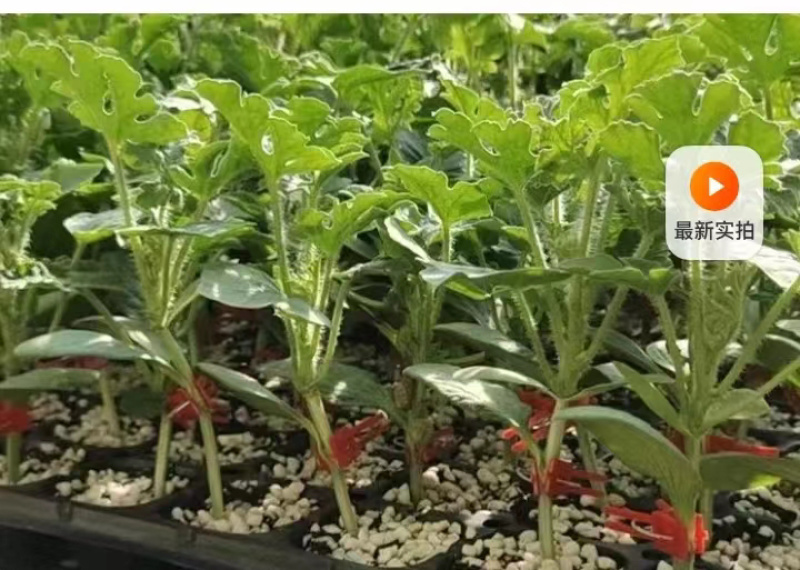 【推荐】美都西瓜苗嫁接苗自根苗抗重茬产量高