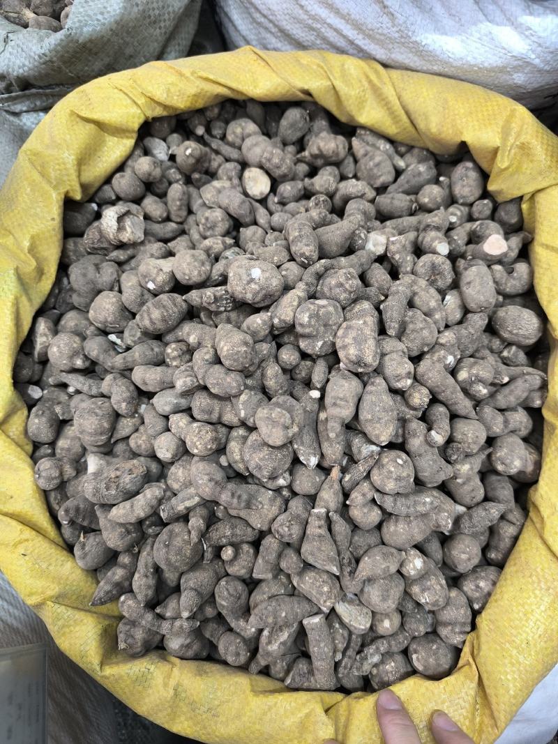 三叶青中药材批发三叶青干货三叶青片规格齐全量大