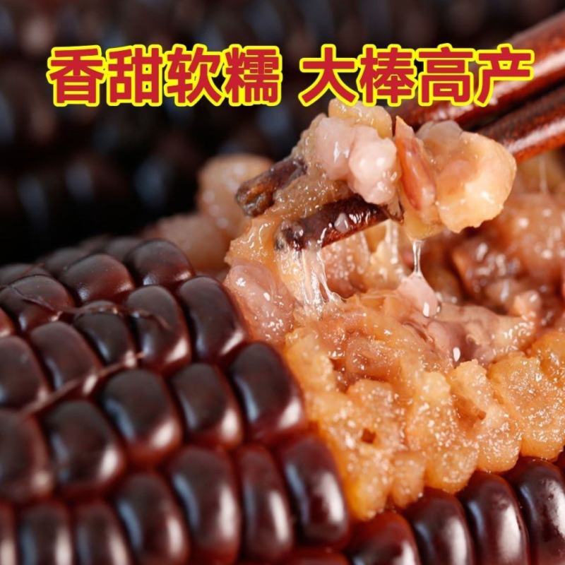 新鲜黑甜糯国审黑糯玉米种子包谷香甜非转基因糯玉米种籽产高