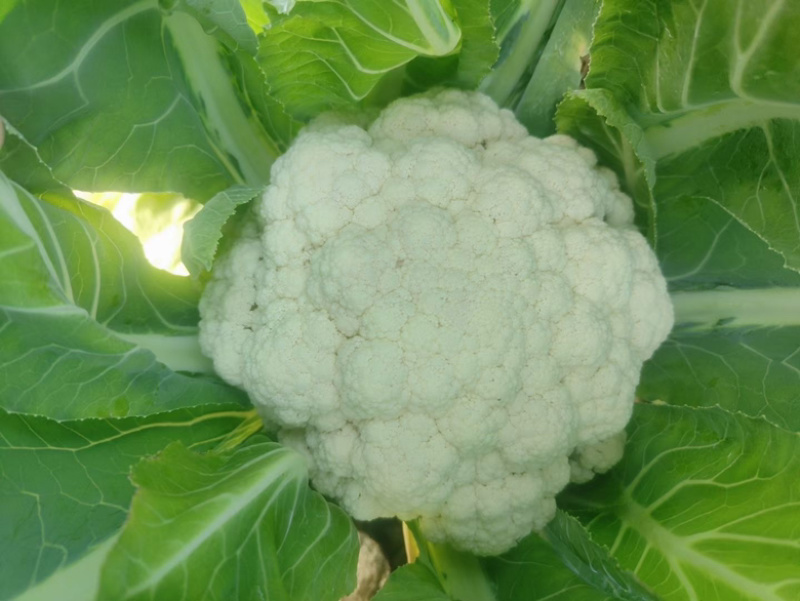 湖北精品散花菜大量供应产地直发现摘现发欢迎咨询