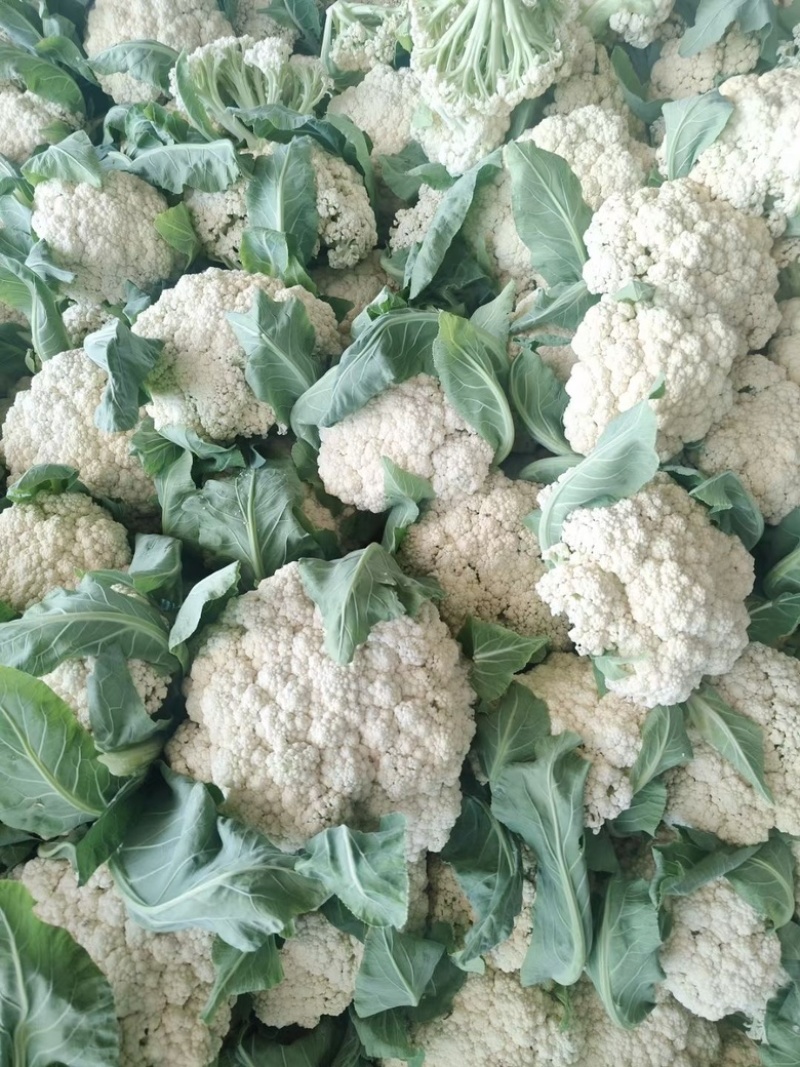 湖北精品散花菜大量供应产地直发现摘现发欢迎咨询