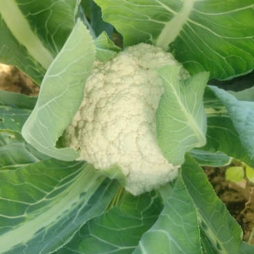湖北精品散花菜大量供应产地直发现摘现发欢迎咨询
