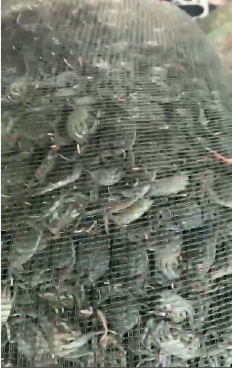 精品河蟹油炸小螃蟹货源充足量大从优质量保证欢迎咨询