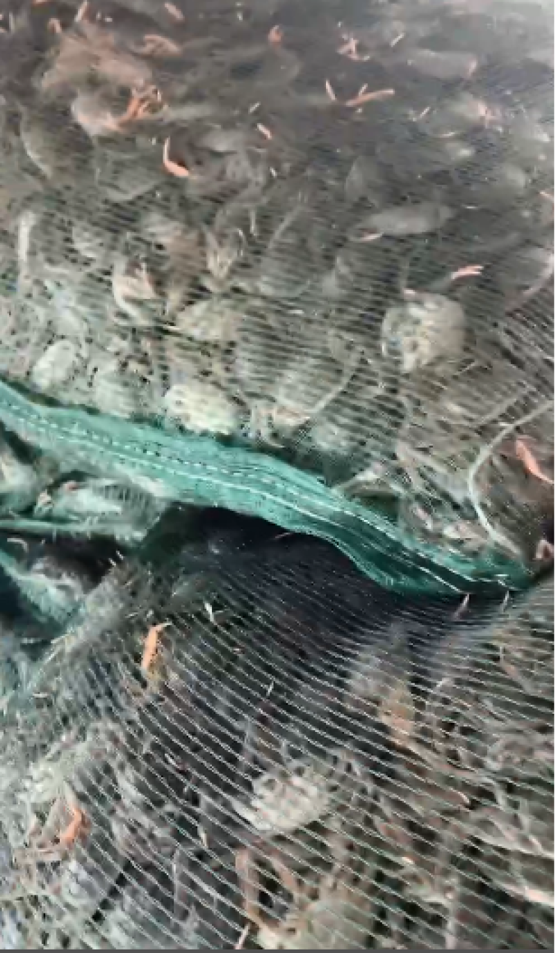 精品河蟹油炸小螃蟹货源充足量大从优质量保证欢迎咨询