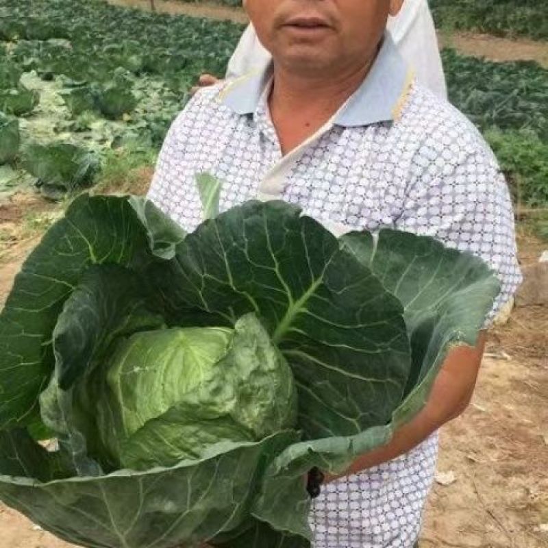 春秋圆球绿甘蓝佳美特结球甘蓝种子卷心菜包头菜种子