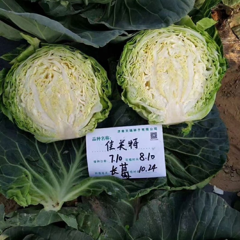 春秋圆球绿甘蓝佳美特结球甘蓝种子卷心菜包头菜种子