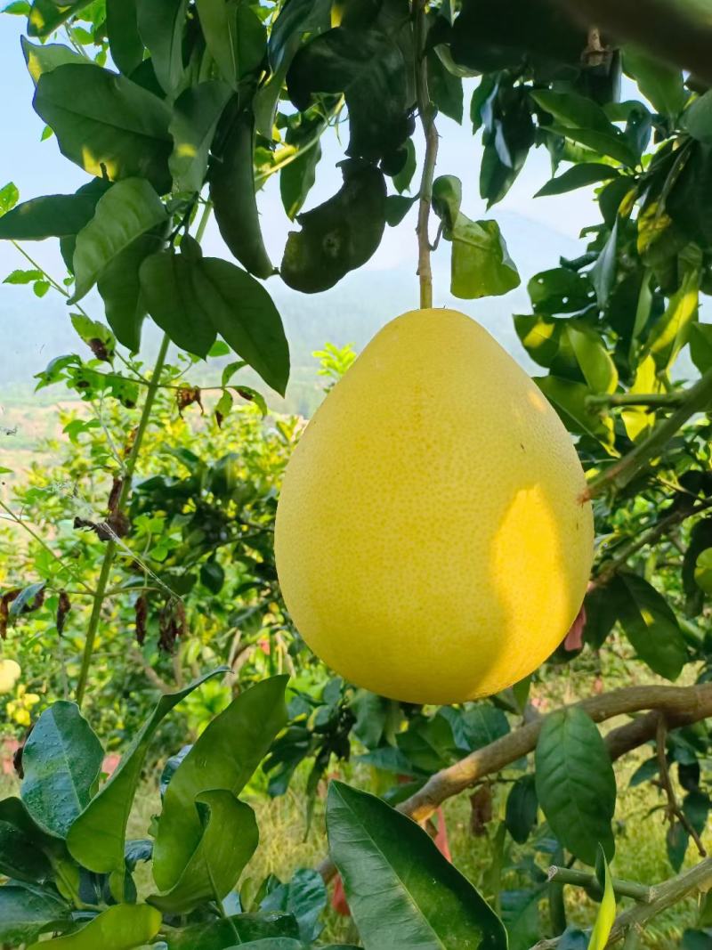 仁怀红心蜜柚
