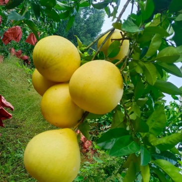 仁怀红心蜜柚