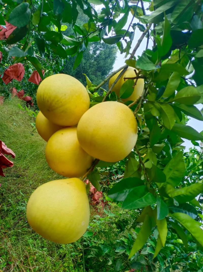 仁怀红心蜜柚