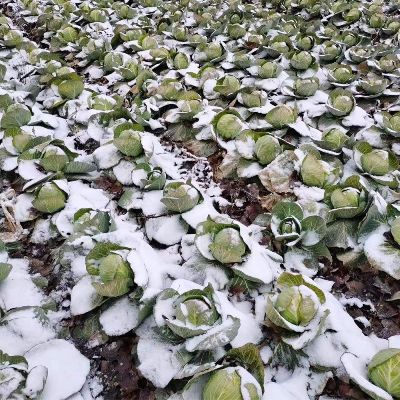 冰雪早圆1873号甘蓝种子包心菜抗病高产抗雪耐寒耐裂球露