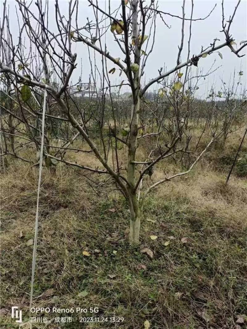 7年龄翠冠梨树货源充足量大从优欢迎老板前来选购