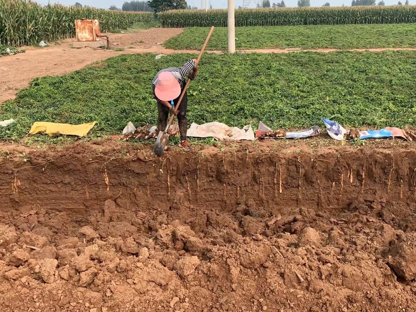 两名农民正在田间小心挖掘垆土铁棍山药,一人用长柄铁锹垂直下挖,另一人蹲下用手轻轻取出完整的山药块茎,旁边摆放着编织筐用于装运,背景为秋季晴朗天空 山药人工采挖现场