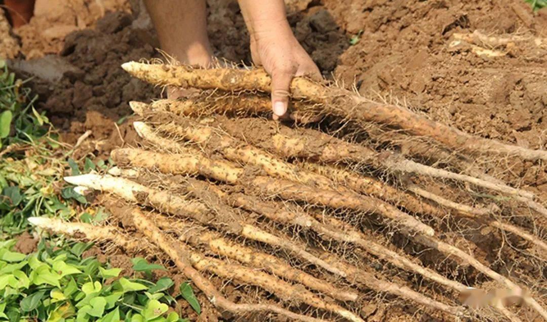 铁棍山药实物图