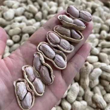 农家水煮花生保留花生原有的清甜和香越吃越想