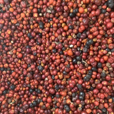 茜草种子3年生易管理包邮
