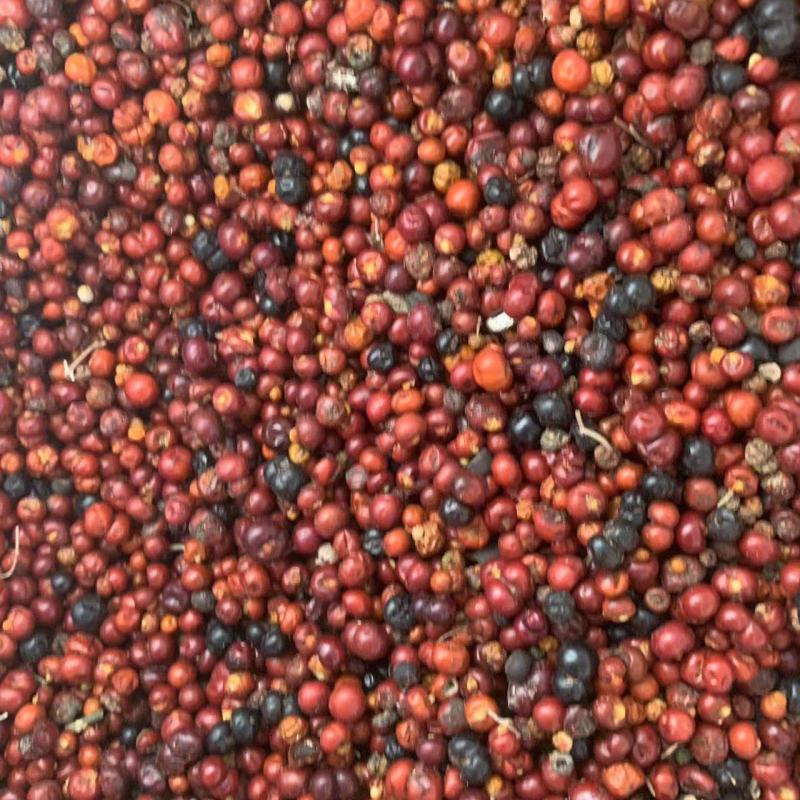 茜草种子3年生易管理包邮