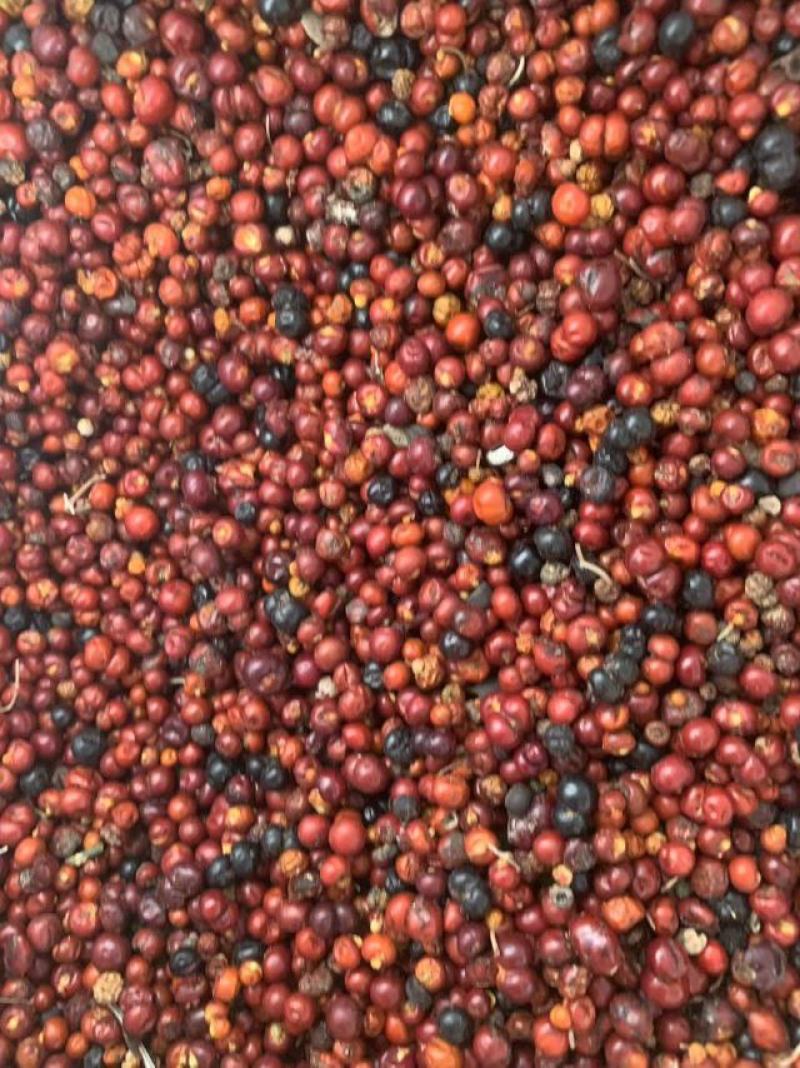 茜草种子3年生易管理包邮