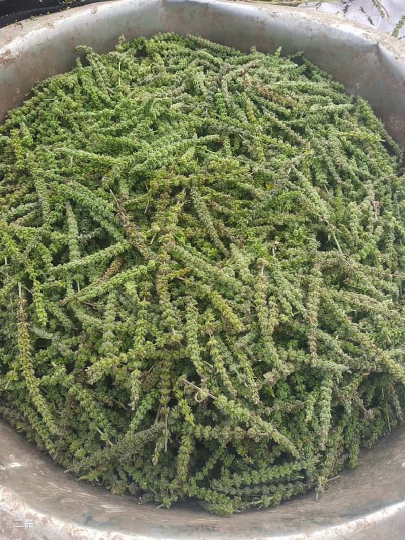 纯新荆芥种子、荆芥子生长期120天左右、包邮