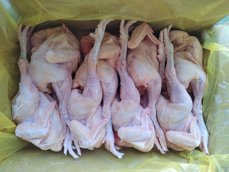 山东莱州松林鸡，是中国的万亩黑松林养殖的，是我国的中速鸡