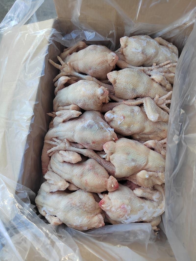山东莱州松林鸡，是中国的万亩黑松林养殖的，是我国的中速鸡