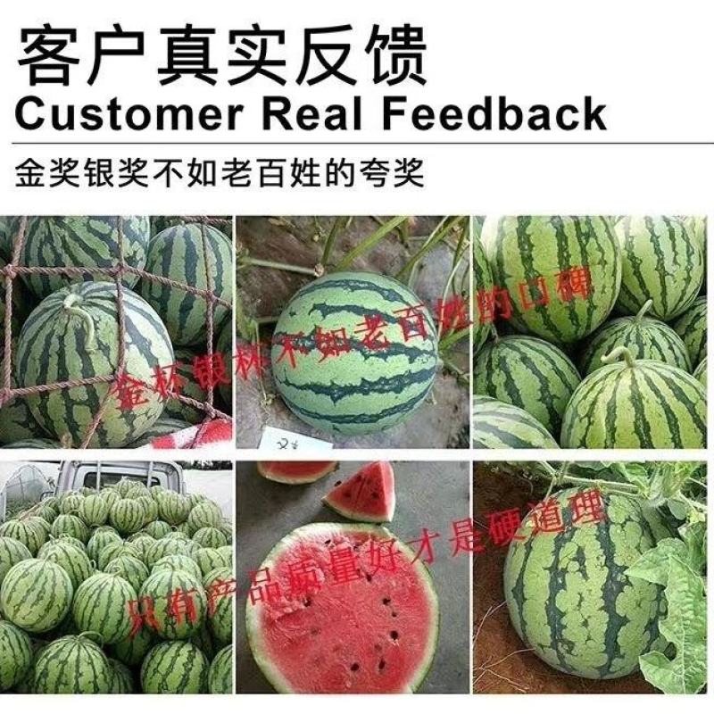 金美都西瓜种子早熟果实圆形果肉桃红色高产抗病西瓜种籽大田
