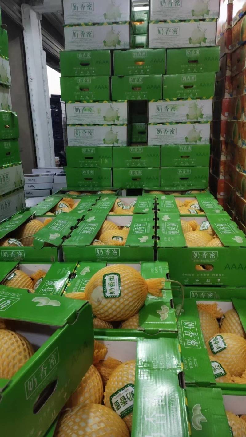 海南乐东大量上市网纹，玉菇凤金6号，牛三质量保