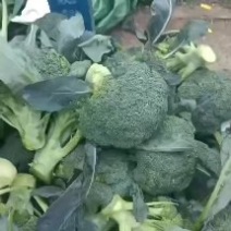 精品耐寒优秀二指把要的联系