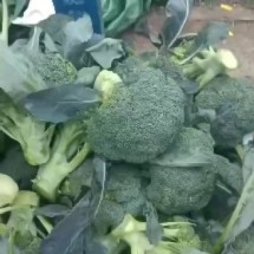 精品耐寒优秀二指把要的联系