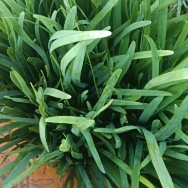 大棚韭菜基地货要的联系