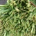 大棚韭菜基地货要的联系