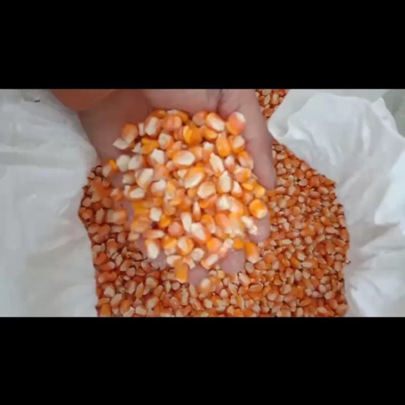 玉米