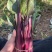 贵州高原露天精品红菜苔大量供应新鲜采摘对接全国市场